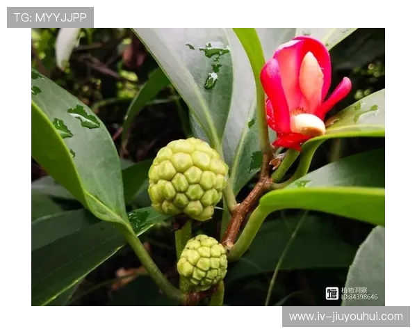 像足球的野果子是什么 它有哪些特征与用途你了解吗